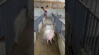 pigging farming piggery baboyan pig pighusbandry animals piglet livestockfarming [upl. by Tifanie]