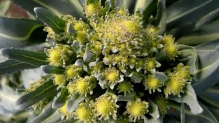 Romanesco Broccoli Fractals Growing Timelapse [upl. by Nawuj]