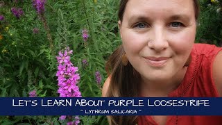 Lets Learn About Purple Loosestrife  Lythrum salicaria [upl. by Sorazal967]