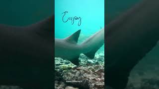 Maldives Adventure Tour Packages  Maldives Tourism  Sole Mono Pole [upl. by Nolyarg633]