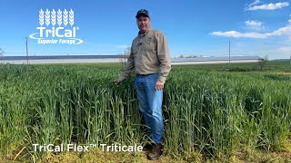 TriCal Flex™ Triticale [upl. by Auj]