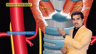 Anatomy and Physiology of Larynx  Action of Laryngeal muscles  Dr Bhanu prakash [upl. by Ainezey]