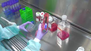 Passaging Cells Cell Culture Basics [upl. by Bergin]