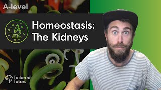 Homeostasis The Kidneys  ALevel Biology Revision  AQA [upl. by Rhetta]