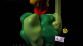 ATP Synthase [upl. by Sidnac]