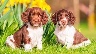 ENGLISH SPRINGER SPANIEL PUPPIES FROM 2 TO 8 WEEKS [upl. by Barolet380]