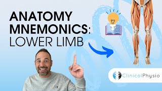 Learn Anatomy Lower Limb Anatomy Mnemonics and Memory Aids  Anatomy Made Easy [upl. by Amice107]