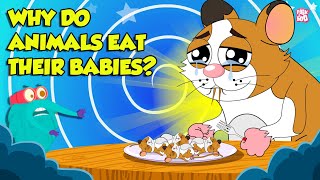 Strangest Animal Fact  Why Do Animals Eat Their Babies  Filial Cannibalism  Dr Binocs Show [upl. by Odlanyer]