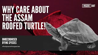 Why Care about the Assam Roofed Turtle [upl. by Eerdna]