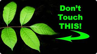 Dont Touch this Native Shrub Learn to ID POISON SUMAC [upl. by Einnej]