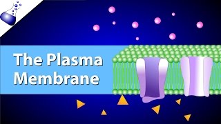 The Plasma Membrane and the Fluid Mosaic Model [upl. by Eidahs]