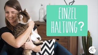 Katze alleine halten  artgerecht Einzelhaltung vs Zweitkatze Bärbel [upl. by Varin809]