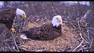 Hanover PA Eagles  Dad arrives for his first look at the baby  032415 [upl. by Perreault374]