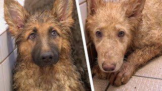 Heartwarming Rescue German Shepherd Puppies Saved from Neglectful Breeders [upl. by Tebzil]