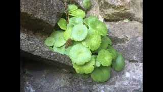 Pennywort Wall Pennywort Navelwort Penny Pies Umbilicus rupestris [upl. by Moffitt]