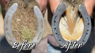 Farrier ASMR  Hoof Restoration  Satisfying [upl. by Brandenburg]