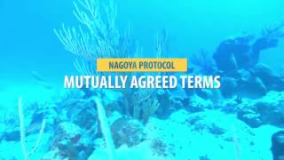 THE NAGOYA PROTOCOL Akawaio language [upl. by Tnafni]