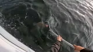 Fluke Fishing Barnegat bay Incredible catches [upl. by Klina61]