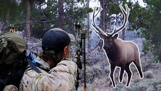 BULL RIGHT OFF THE ROAD  Colorado OTC Archery Elk Hunting [upl. by Audi]