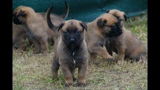 Wataha w kontrataku Owczarek belgijski malinois [upl. by Cott]