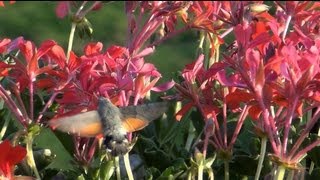 Fruczak gołąbek Macroglossum stellatarum  polski koliber Full HD 1080p [upl. by Lednahc]