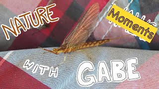 Nature Moments With Gabe 31 Mayflies [upl. by Anidal]