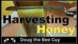 Harvesting Honey  How to harvest honey from a beehive [upl. by Gilud]