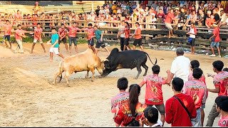 Danger BullFighting in Thailand🇹🇭 ชนวัว วัวชน [upl. by Attayek204]