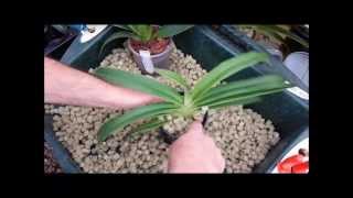 Repotting a Phragmipedium orchid and showing root system [upl. by Elrak]