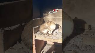 ОДНИ ДОМА🐕🐈Respekt shorts cat video dog dogshorts animals husky юмор traveling [upl. by Idnyl]