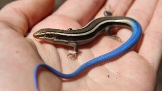 Juvenile Bluetailed Western Skink  Reptiles of BC [upl. by Also]