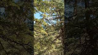 MASSIVE TREE CRASHES TO THE GROUND 🌲🪵🌲🪵 tree youtubeshorts trending work [upl. by Casia]