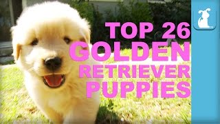 26 Reasons Golden Retriever Puppies Are The Best In 60 Seconds  Puppy Love [upl. by Cortney]