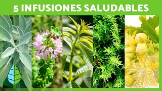 5 INFUSIONES MEDICINALES para MEJORAR tu SALUD 🍵💚 Infusiones con Plantas Medicinales [upl. by Ylrad]