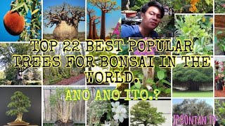 TOp 22 bonsai TReesPuno na pinaka papular na ginagawang bonsai sa mundotop JPbontan tv [upl. by Millham984]