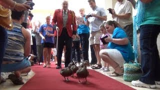 The March Of The Peabody Ducks at Peabody Hotel Orlando  One of the Final March Ceremonies 2 Angle [upl. by Priest]