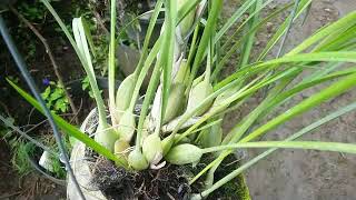 Tanam 2 Anggrek di sabut kelapa  maxillaria tenuifolia amp dendrobium anosmum [upl. by Dloreh]