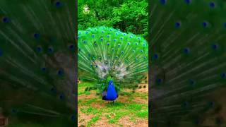 Peacock After and before anemals vibo youtubeshorts short animals [upl. by Pearse]