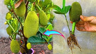 Best Technique Grafting Jackfruit Tree Growing Quickly with Banana fruit [upl. by Menedez]