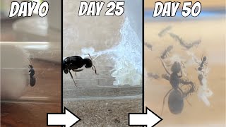 The story of my ant colony from 050 days  The founding stage  My irodimyrmex colony [upl. by Ajit]