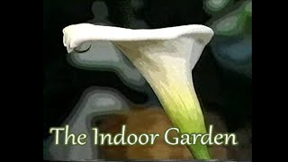 How to Nurture a Calla Lily Indoors Zantedeschia aethiopica [upl. by Buttaro869]