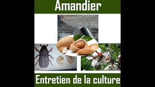 Amandier Technique 23  Entretien de la culture [upl. by Vally]