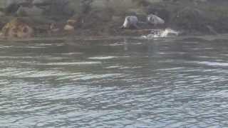 group of seals in loch fyne [upl. by Acinat]