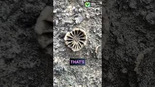 Brachiopods amp Crinoid Columnal Ancient Sea Fossils on Wall fossils rocks gems minerals geology [upl. by Acimot]