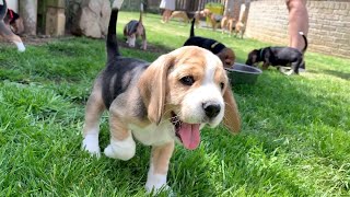 Beagle Puppies Playing and Fighting [upl. by Arrim928]