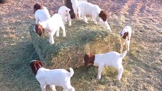 Baby Goats Playing Running and Jumping Compilation [upl. by David928]