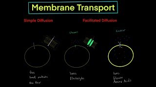 Membrane Transport with Simple Diffusion vs Facilitated Diffusion channels carriers [upl. by Jaret]