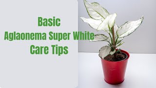 Aglaonema super white care tips [upl. by Mello]