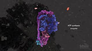 ATP Synthesis  HHMI BioInteractive Video [upl. by Yeclek517]