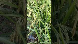 हल्दी रोग हुआ जड़ से खत्म ll best fungicide 😍🌾 farming magickheti agriculture kisan dhaan [upl. by Inavoig778]